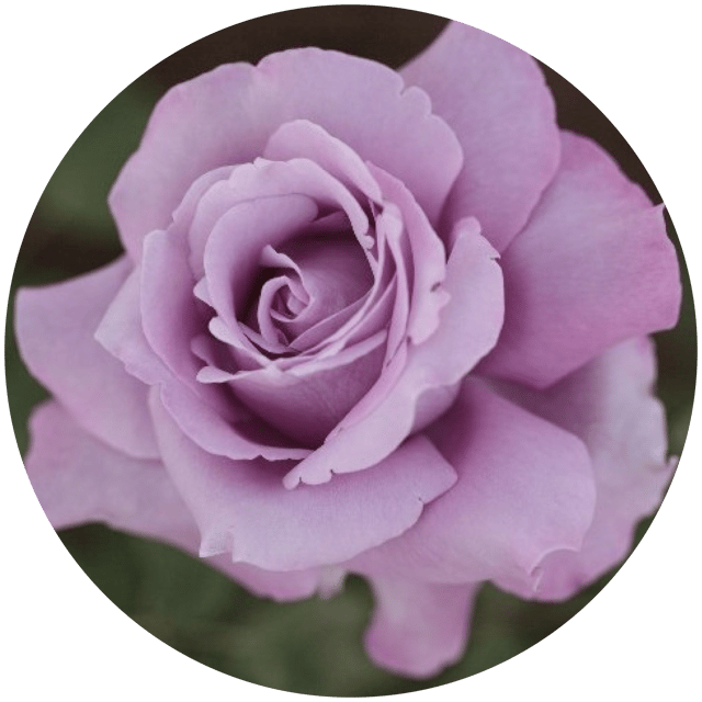 Emma Mackenzie's Avatar